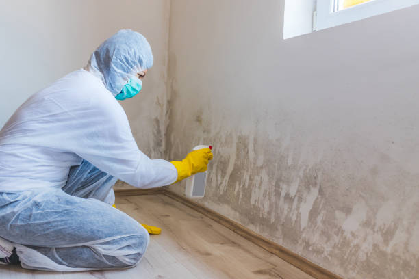 Licensed Black Mold Removal service in Winchester, MA - WQB Mold Removal