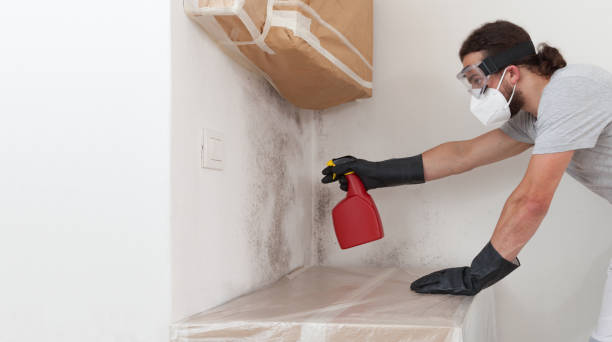 Professional Black Mold Removal technician working in Winchester, MA