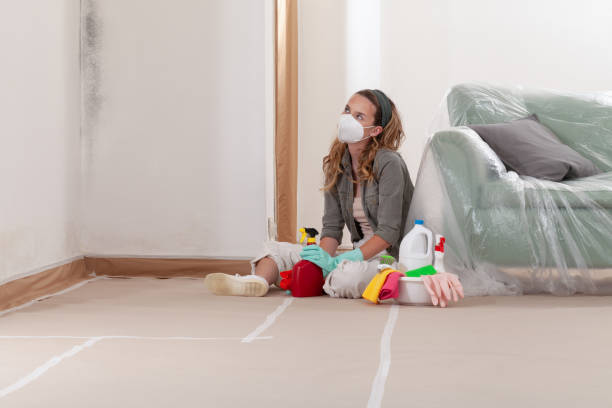 Reliable Black Mold Removal contractor in Winchester, MA by WQB Mold Removal