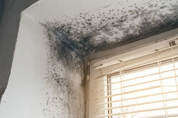 Affordable Black Mold Removal solutions in Winchester, MA